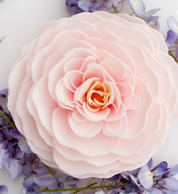 Cherry Blossom Heirloom Rose